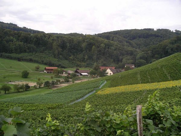 Weingut: Klushof Koellreuter in Aesch