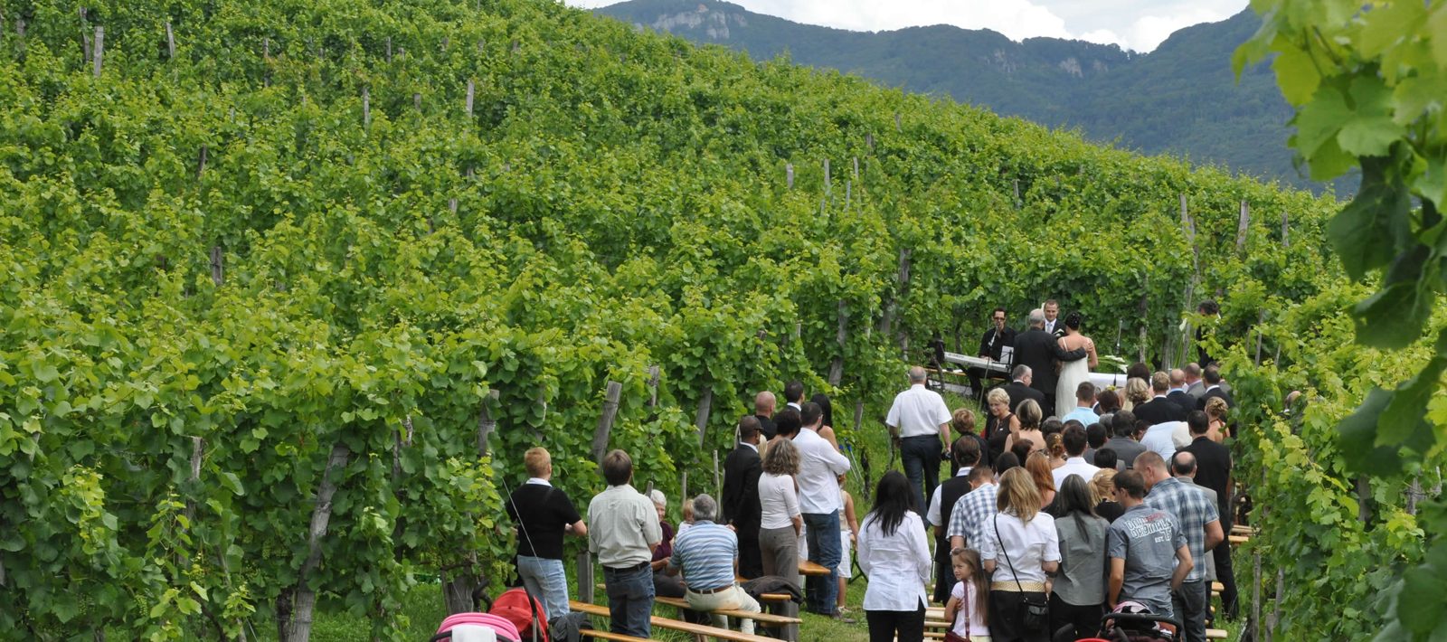 Weingut: Klushof Koellreuter, weiteres Bild